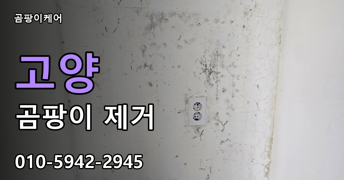 고양 곰팡이 제거 - 곰팡이케어 실제 시공 현장