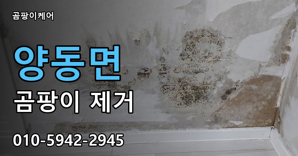 양동면 곰팡이 제거 - 곰팡이케어 실제 시공 현장