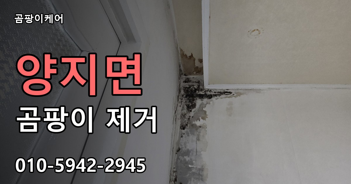 양지면 곰팡이 제거 - 곰팡이케어 실제 시공 현장