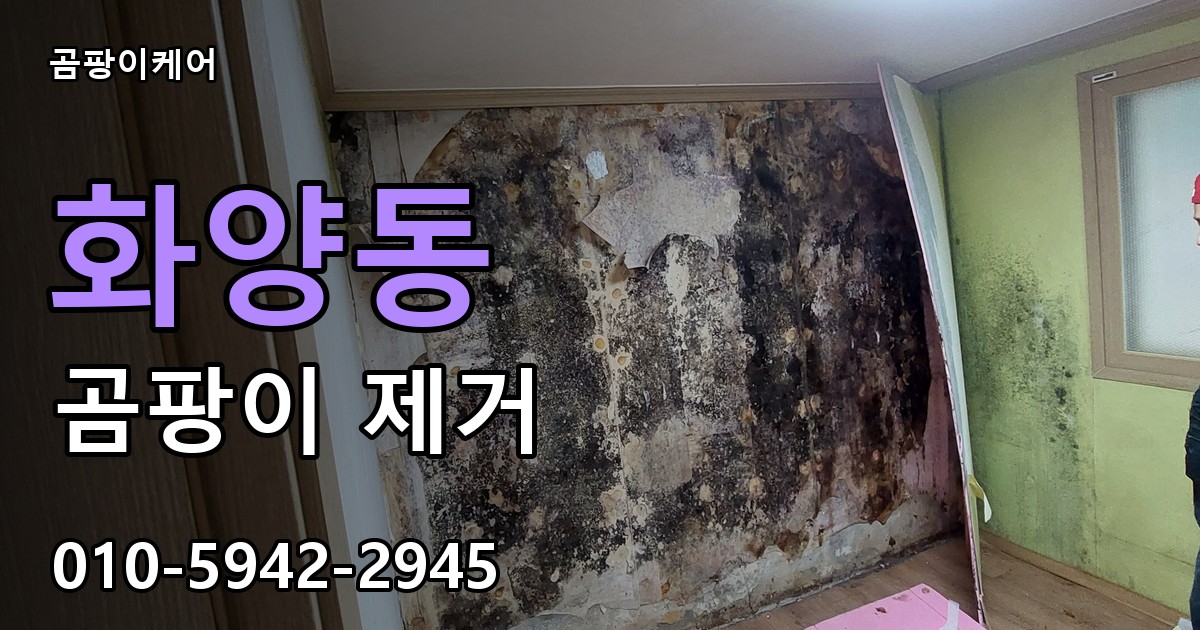 화양동 곰팡이 제거 - 곰팡이케어 실제 시공 현장